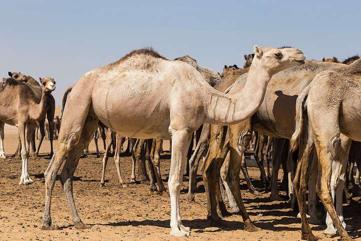 Herd of camels at a well