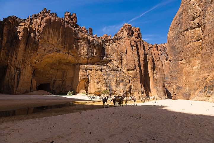 Camels at Guelta d’Archei, Ennedi Mountains, northeastern Chad