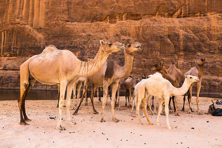 Camels at Guelta d’Archei, Ennedi Mountains, northeastern Chad