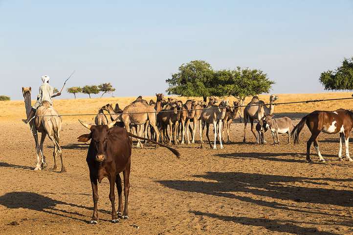 With a rope attached to a camel, a nomad boy pulls a water hose from a well