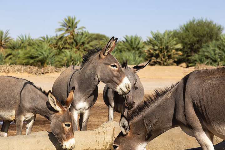 Group of donkeys at a well