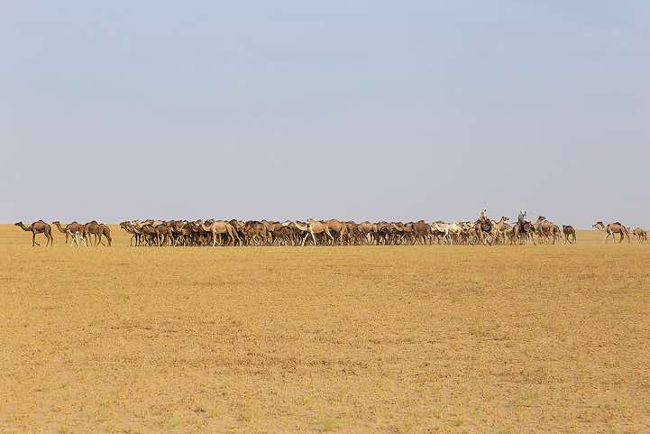 Herd of camels seen in the distance