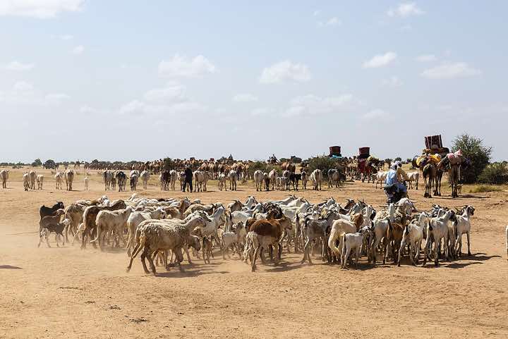 Nomads and their animals on the move