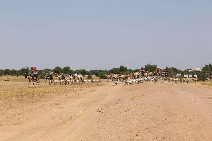 Nomads and their animals on the move