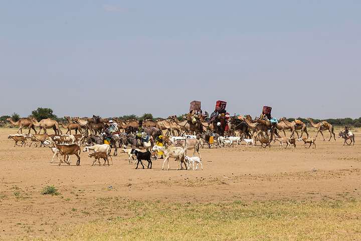 Nomads and their animals on the move