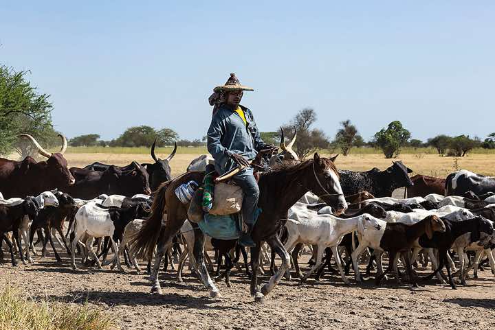 Cattle herder on the move