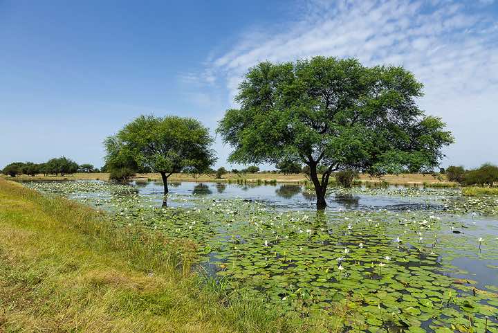 Wetland along the road near N'Djamena