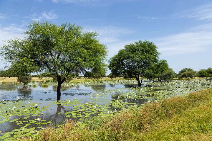 Wetland along the road near N'Djamena