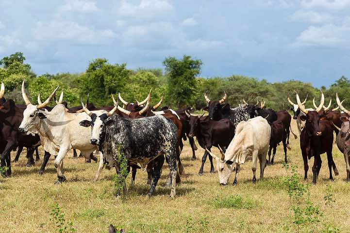 Grazing cattle at the Gerewol festival campsite