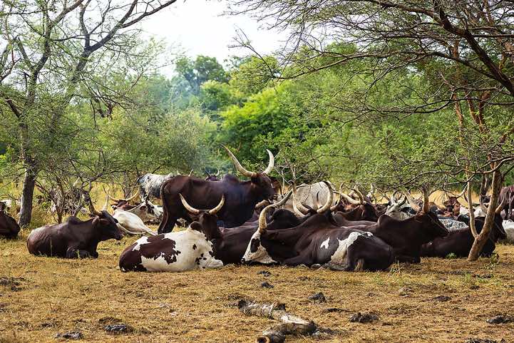 Cattle at the Gerewol festival campsite