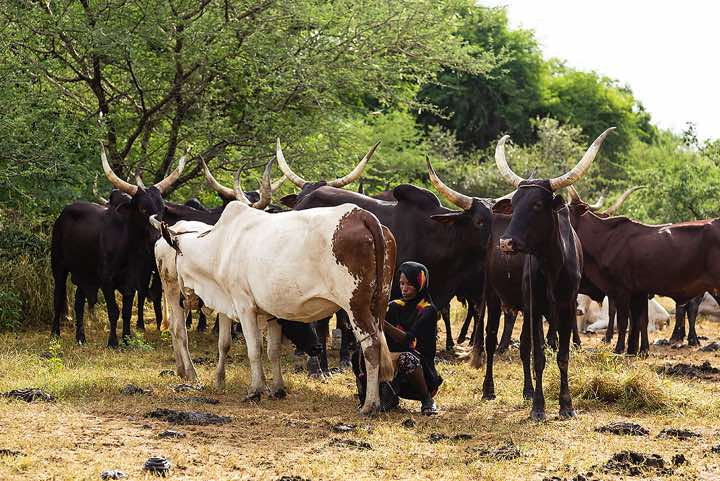 Wodaabe (Bororo) woman milking a cow, Gerewol festival