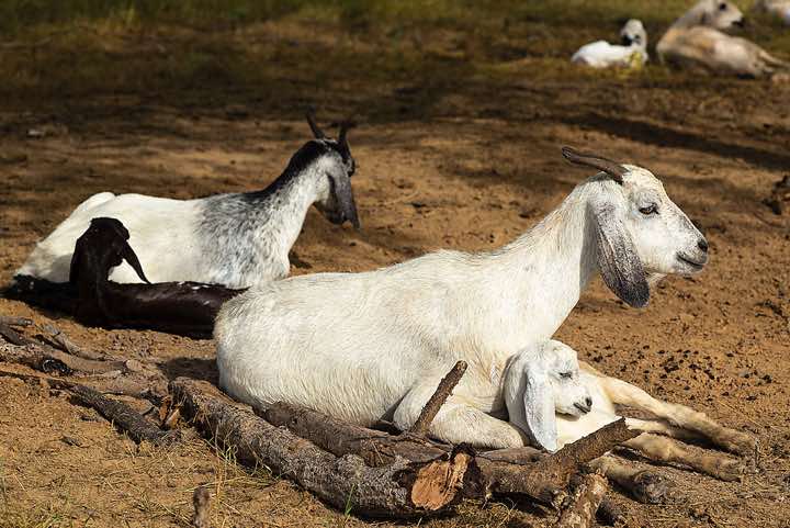 Goats at the Gerewol festival's campsite