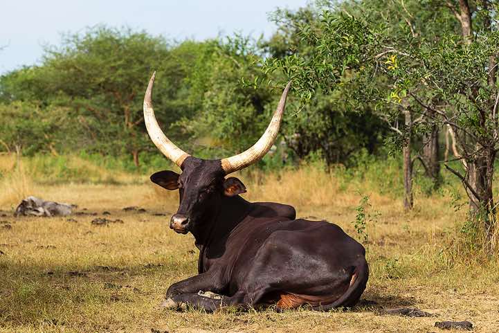Cattle at the Gerewol festival campsite