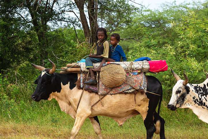 The Wodaabe (Bororo) and their packed animals on the move, Gerewol festival