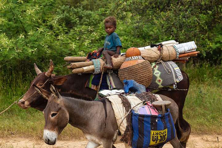 Wodaabe (Bororo) nomads and their packed animals on the move, Gerewol festival