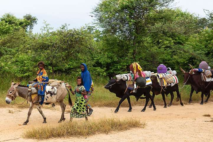 Wodaabe (Bororo) nomads and their packed animals on the move, Gerewol festival