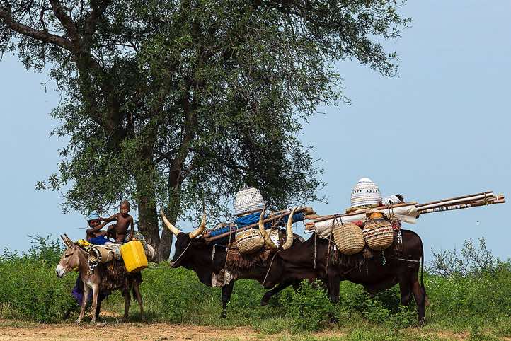 Wodaabe (Bororo) nomads and their packed animals on the move, Gerewol festival