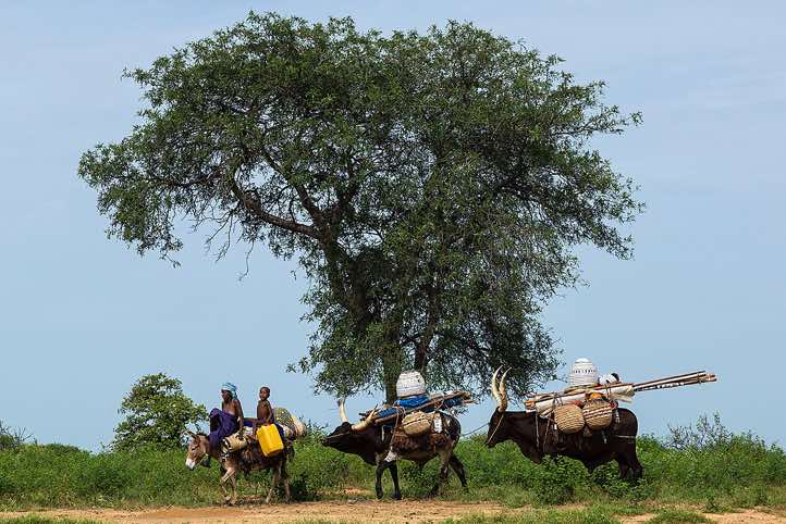 Wodaabe (Bororo) nomads and their packed animals on the move, Gerewol festival