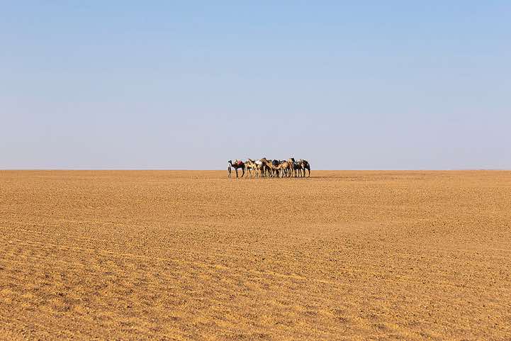 Herd of camels in the desert