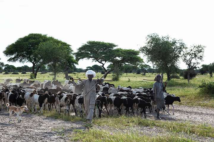 Sheperd with his herd on the move