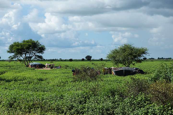 Huts seen en route from N'Djamena to Massakory