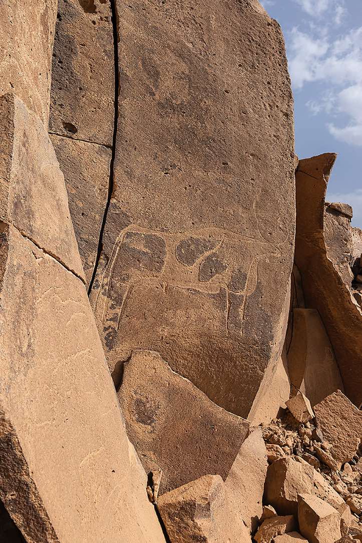 Cow engraving at Gonoa rock art site, near Bardaï, Tibesti region