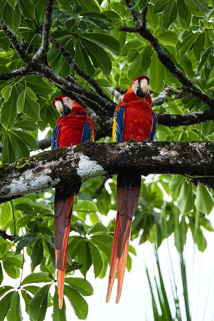 Pair of Scarlet Macaws (Ara macao), known for their vibrant red, yellow, and blue plumage, Corcovado National Park, Osa Peninsula, Puntarenas Province