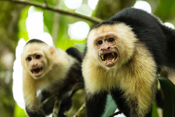 White-faced Capuchins (Cebus capucinus), Corcovado National Park, Osa Peninsula, Puntarenas Province