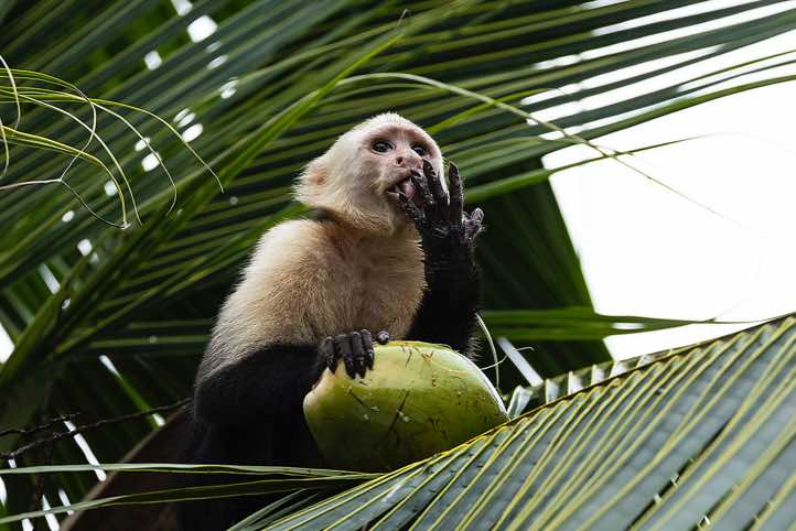 White-faced Capuchin (Cebus capucinus) eating coconut, Corcovado National Park, Osa Peninsula, Puntarenas Province