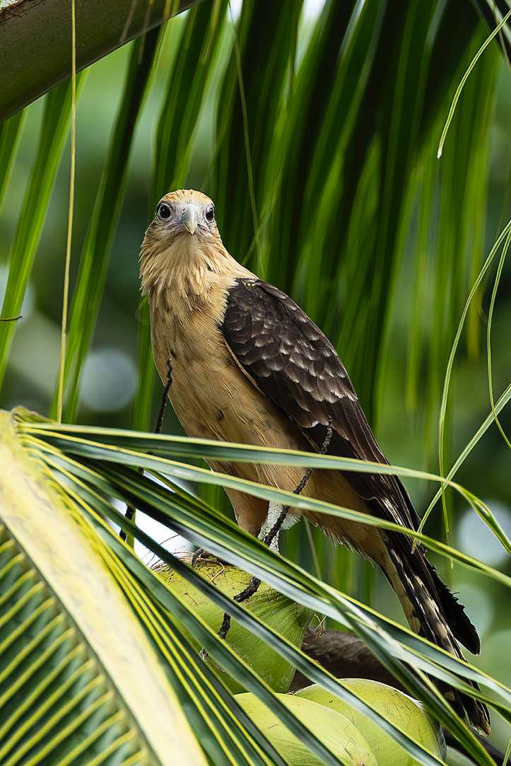 Yellow-headed Caracara (Daptrius chimachima), Corcovado National Park, Osa Peninsula, Puntarenas Province