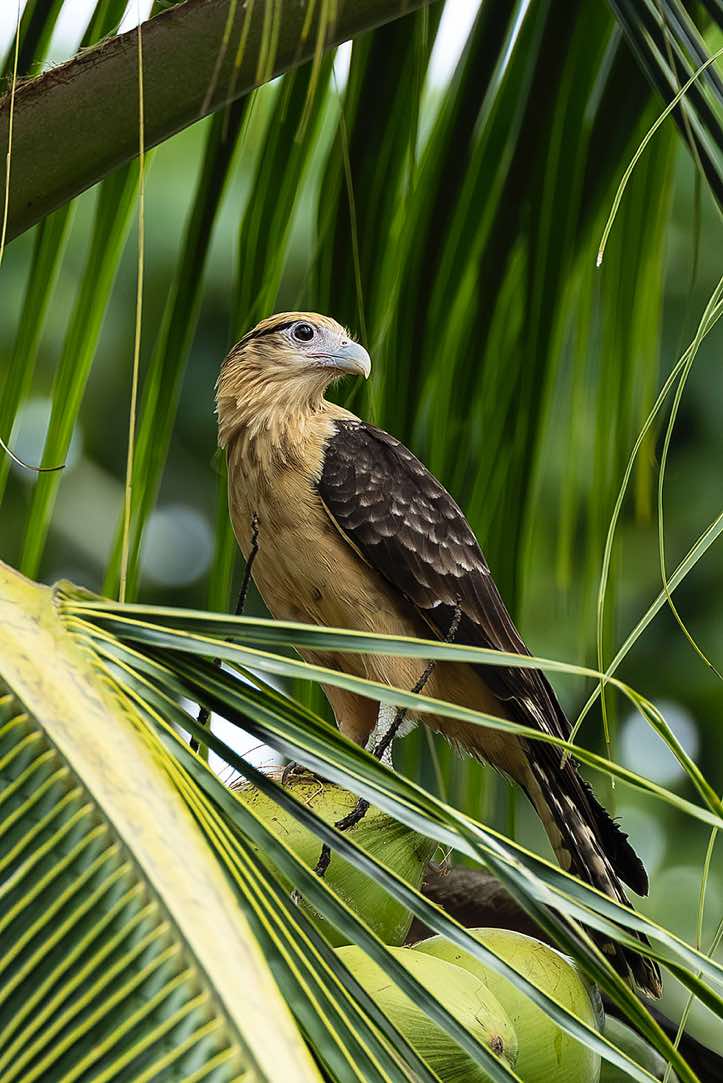 Yellow-headed Caracara (Daptrius chimachima), Corcovado National Park, Osa Peninsula, Puntarenas Province