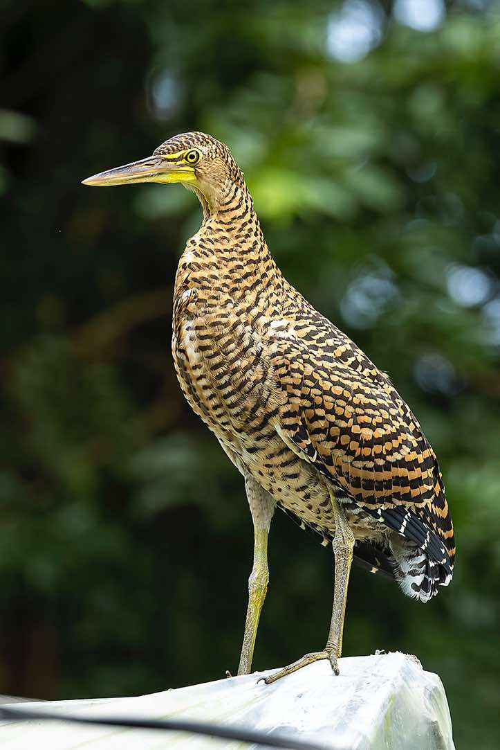 Juvenile Bare-throated Tiger-Heron (Tigrisoma mexicanum), Corcovado National Park, Osa Peninsula, Puntarenas Province