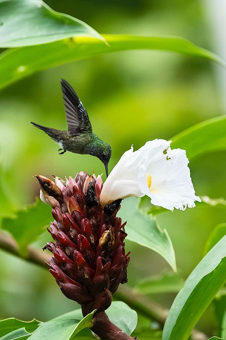 Male Blue-chested Hummingbird (Polyerata amabilis) feeding on flower, Corcovado National Park, Osa Peninsula, Puntarenas Province