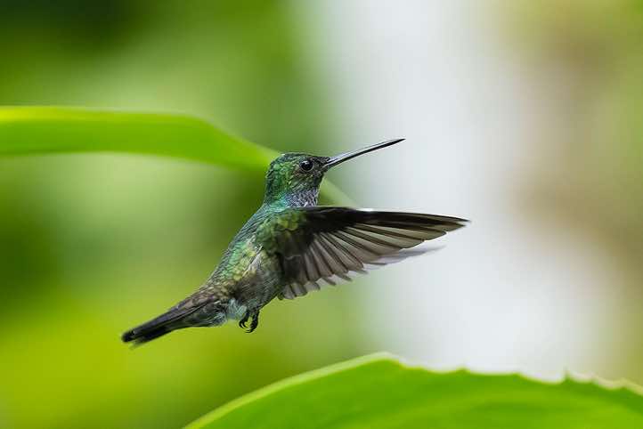Male Blue-chested Hummingbird (Polyerata amabilis) in flight, Corcovado National Park, Osa Peninsula, Puntarenas Province