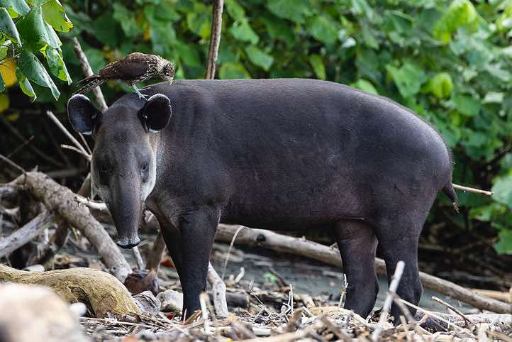 The Baird's Tapir (Tapirus bairdii) lives in a symbiotic relationship with cleaner birds such as the Yellow-headed Caracara (Milvago chimachima), which remove ticks from its fur, Corcovado National Park, Osa Peninsula, Puntarenas Province