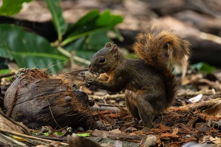 Red-tailed Squirrel (Sciurus granatensis) eating, Corcovado National Park, Osa Peninsula, Puntarenas Province