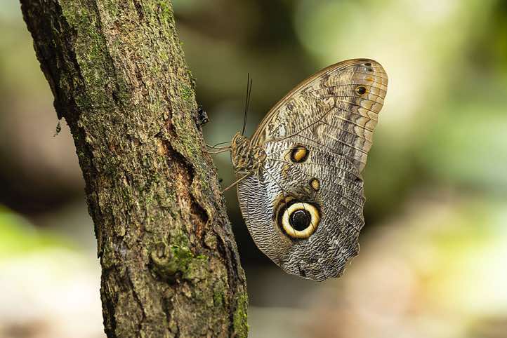 Owl Butterfly, Corcovado National Park, Osa Peninsula, Puntarenas Province