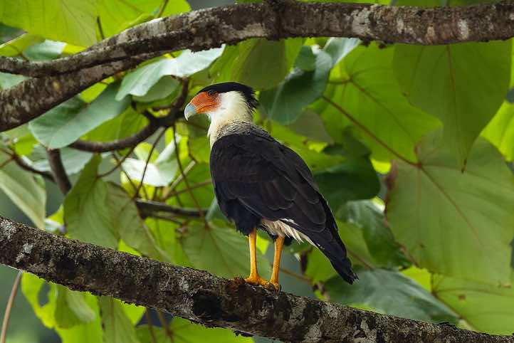Crested Caracara (Caracara plancus), Corcovado National Park, Osa Peninsula, Puntarenas Province