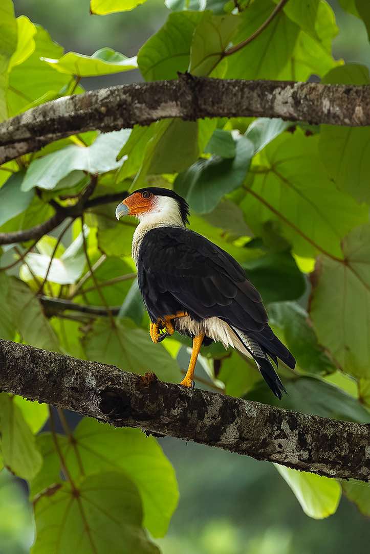 Crested Caracara (Caracara plancus), Corcovado National Park, Osa Peninsula, Puntarenas Province