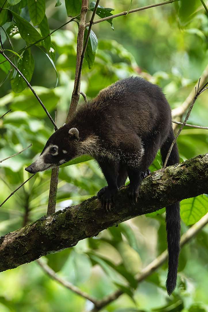 White-nosed Coati (Nasua narica), Corcovado National Park, Osa Peninsula, Puntarenas Province