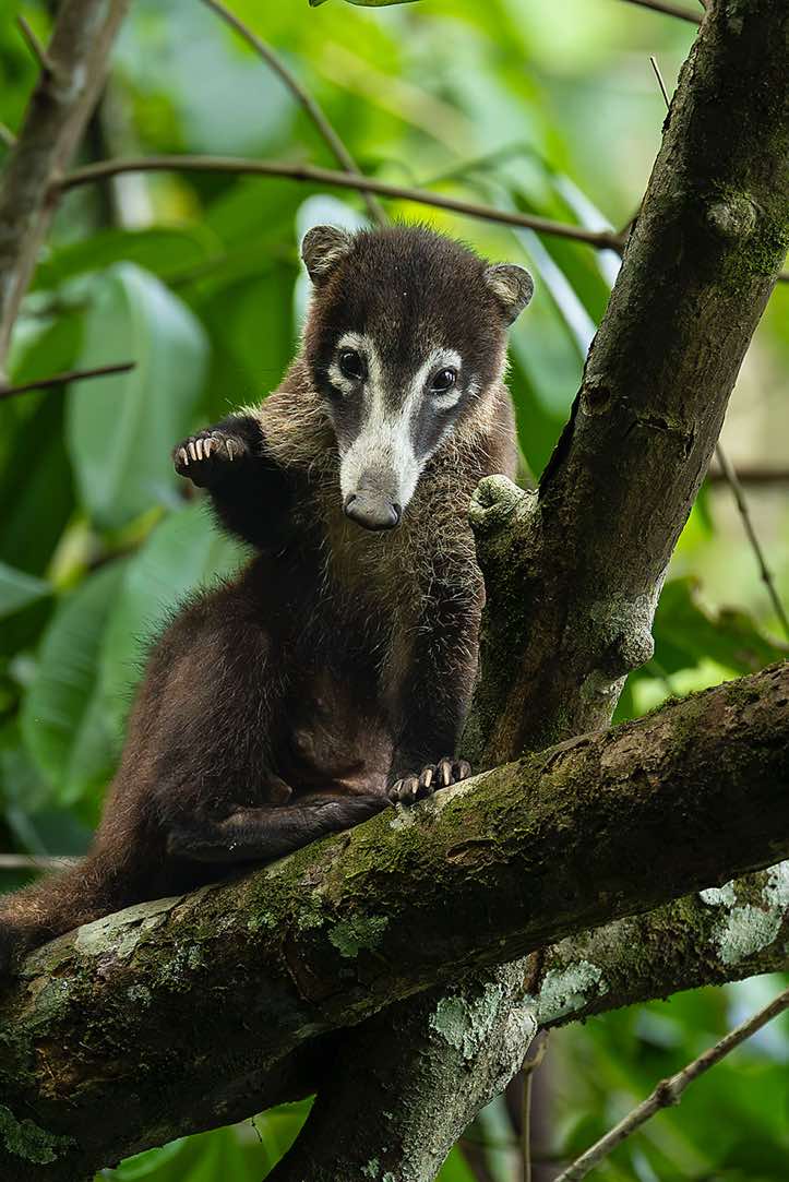 White-nosed Coati (Nasua narica), Corcovado National Park, Osa Peninsula, Puntarenas Province
