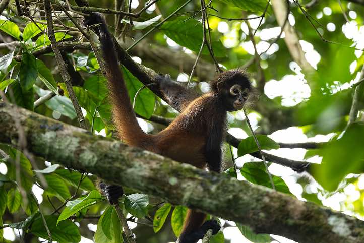 Geoffroy's Spider Monkey (Ateles geoffroyi), or Central American Spider Monkey, Corcovado National Park, Osa Peninsula, Puntarenas Province