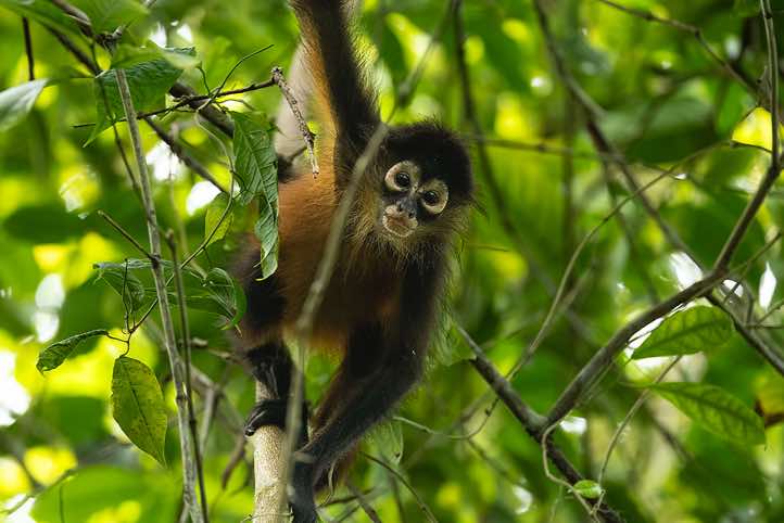 Geoffroy's Spider Monkey (Ateles geoffroyi), or Central American Spider Monkey, Corcovado National Park, Osa Peninsula, Puntarenas Province