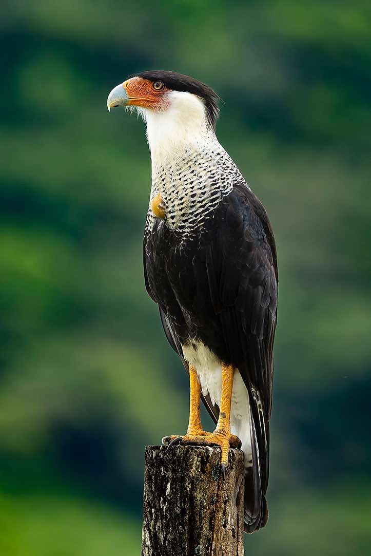 Crested Caracara (Caracara plancus), seen at the roadside en route to Rincón de la Vieja National Park, Guanacaste Province