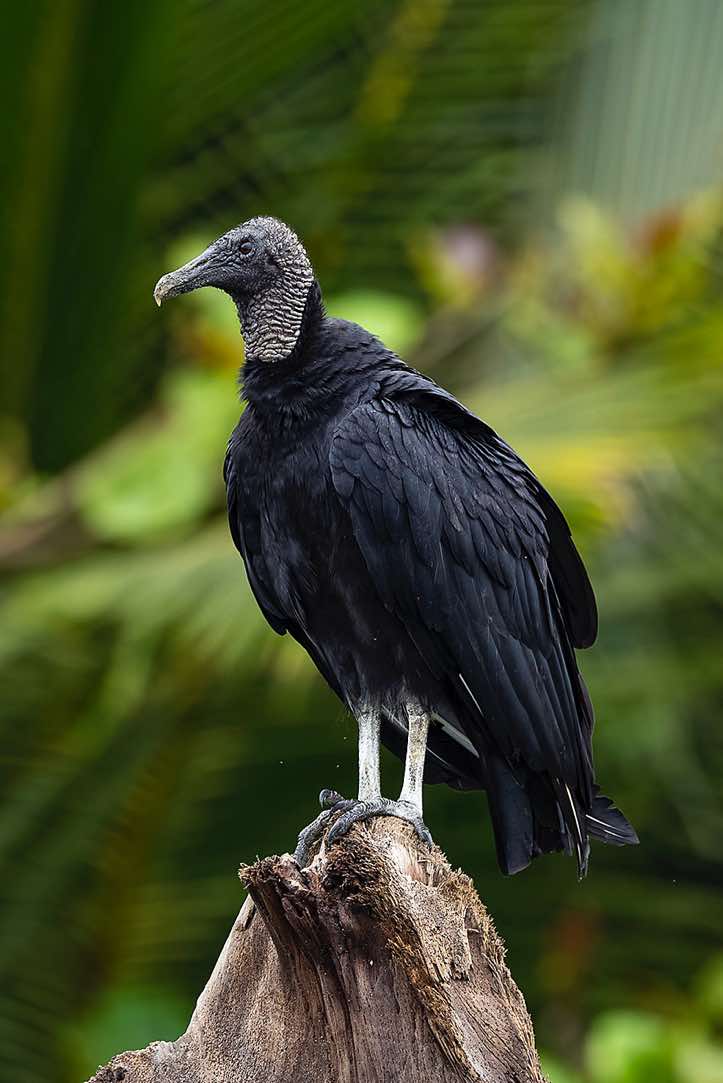 Black Vulture (Coragyps atratus), Corcovado National Park, Osa Peninsula, Puntarenas Province
