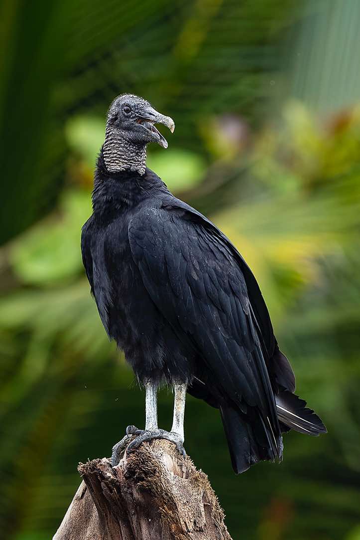 Black Vulture (Coragyps atratus), Corcovado National Park, Osa Peninsula, Puntarenas Province