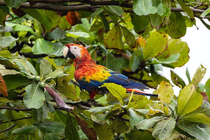 Scarlet Macaw (Ara macao) sits in a beach almond tree, Carate, Osa Peninsula, Puntarenas Province