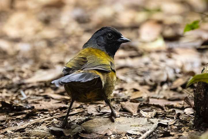 Large-footed Finch (Pezopetes capitalis), Sendero Los Robles, San Gerardo de Dota, San José Province