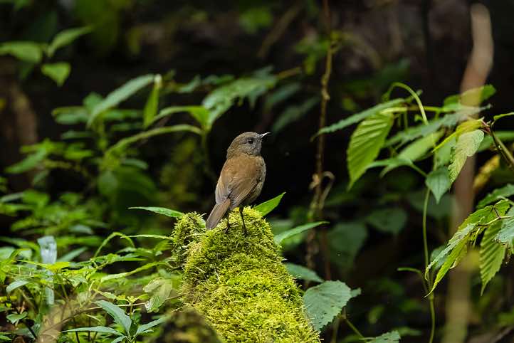 Black-billed Nightingale-Thrush (Catharus gracilirostris), Sendero Los Robles, San Gerardo de Dota, San José Province