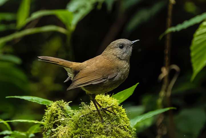Black-billed Nightingale-Thrush (Catharus gracilirostris), Sendero Los Robles, San Gerardo de Dota, San José Province